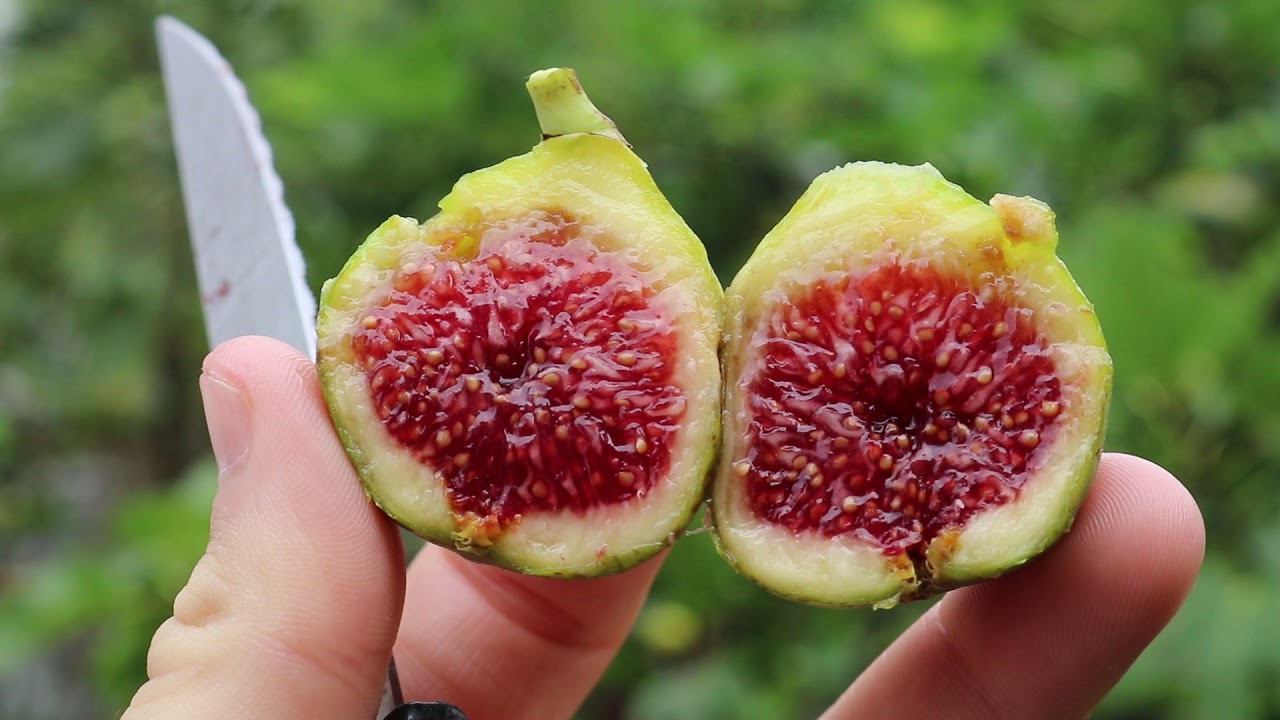 FIG WHITE ADRIATIC BR