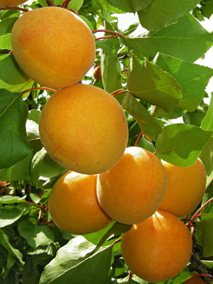 APRICOT MOORPARK BR
