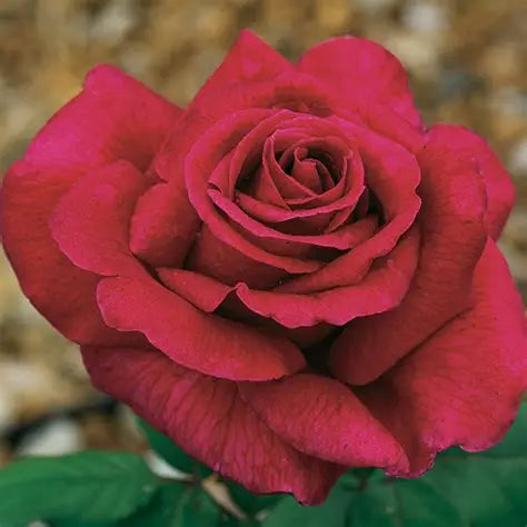 BR MISTER LINCOLN BUSH ROSE