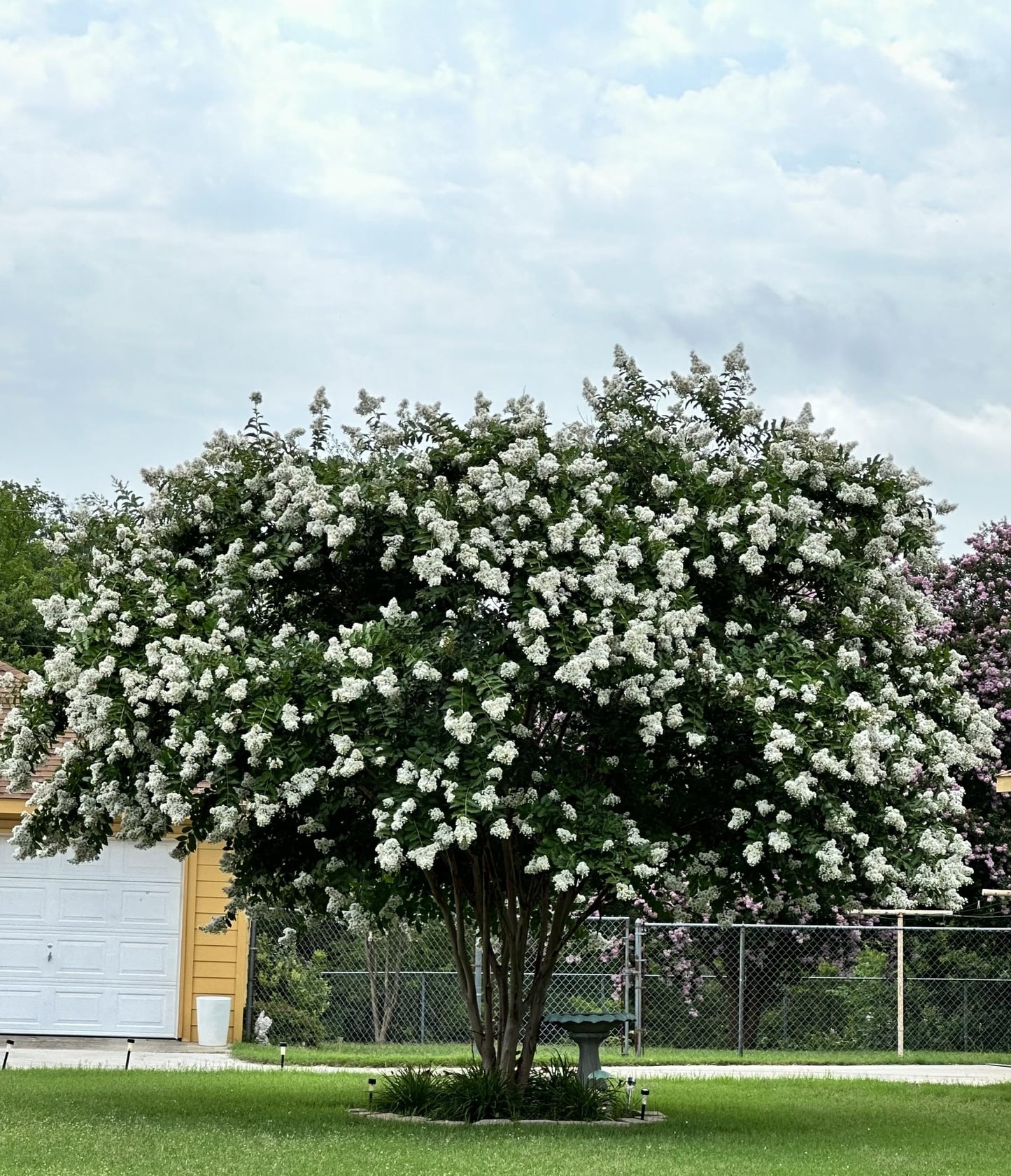 CREPE MYRTLE NATCHEZ 250MM