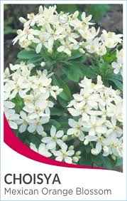 CHOISYA TERNATA GOLDEN MEXICAN ORANGE BLOSSOM 140MM
