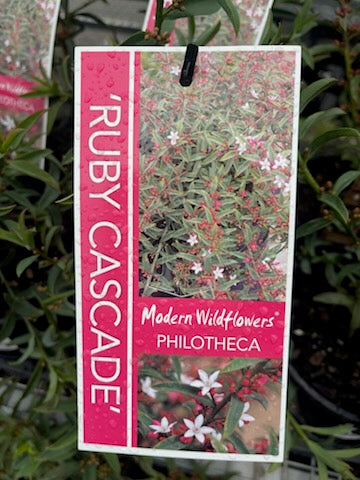 PHILOTHECA MYOPOROIDES HYBRID RUBY CASCADE 14CM