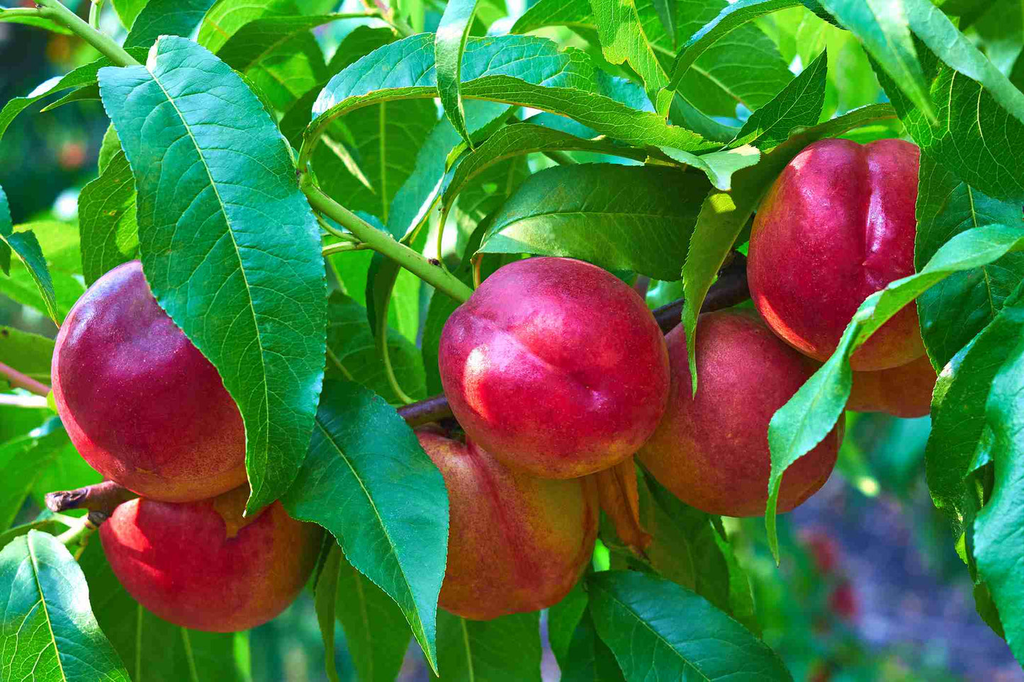 NECTARINE FANTASIA BR