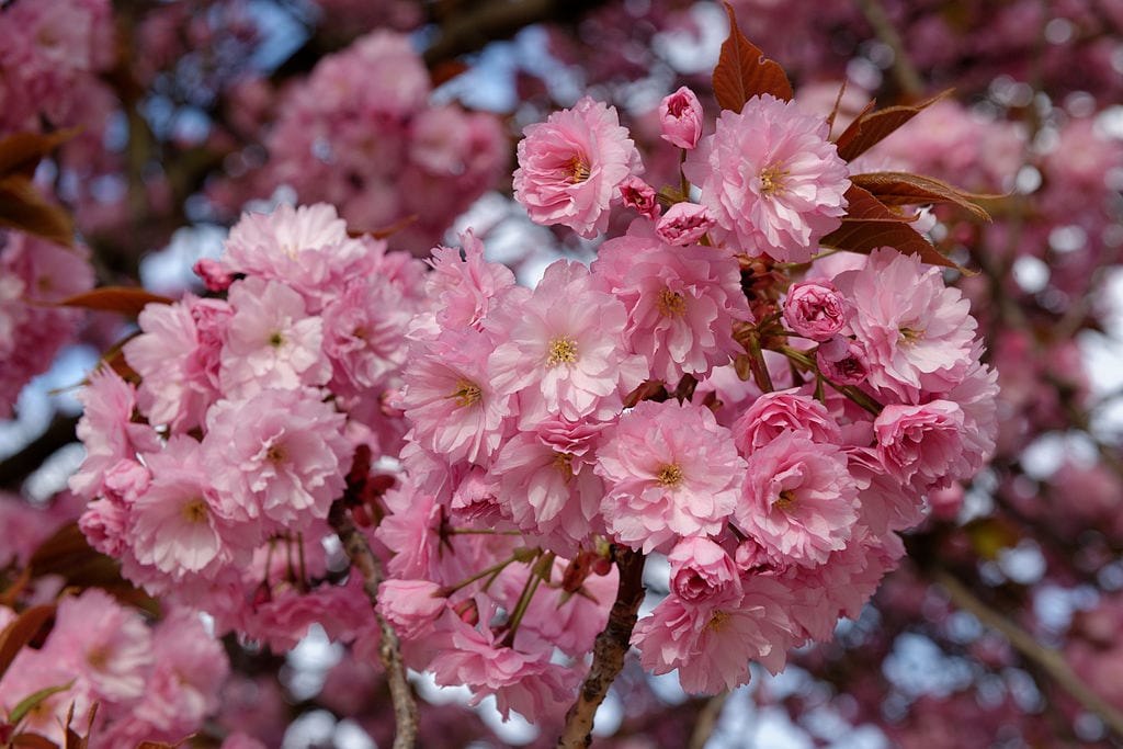 FLOWERING CHERRY PRUNUS SERRULATA KANZAN BR