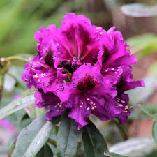 RHODODENDRON PURPLE SPLENDOUR 200MM