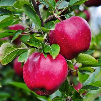 APPLE RED DELICIOUS BR