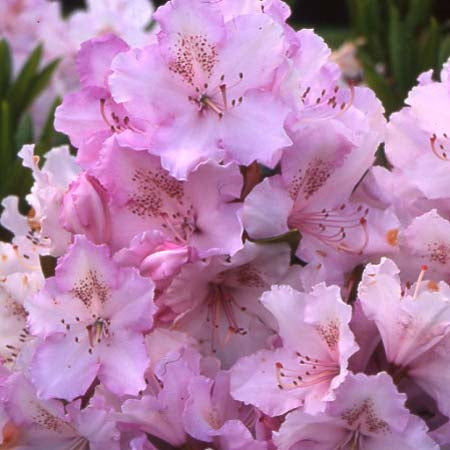 RHODODENDRON MRS CHARLES PEARSON 200MM