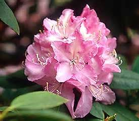 RHODODENDRON MRS E.C. STIRLING 200MM