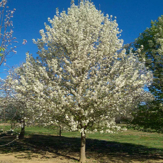 ORNAMENTAL PEAR PYRUS NIVALIS SNOW PEAR BR