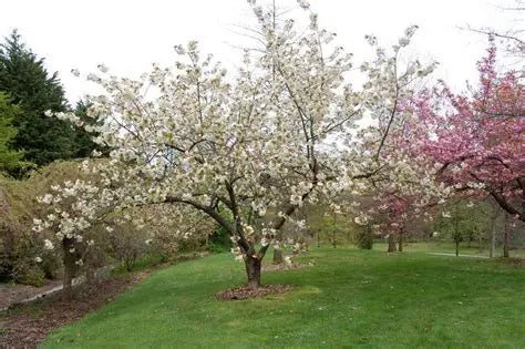 FLOWERING CHERRY PRUNUS SERRULATA UKON BR