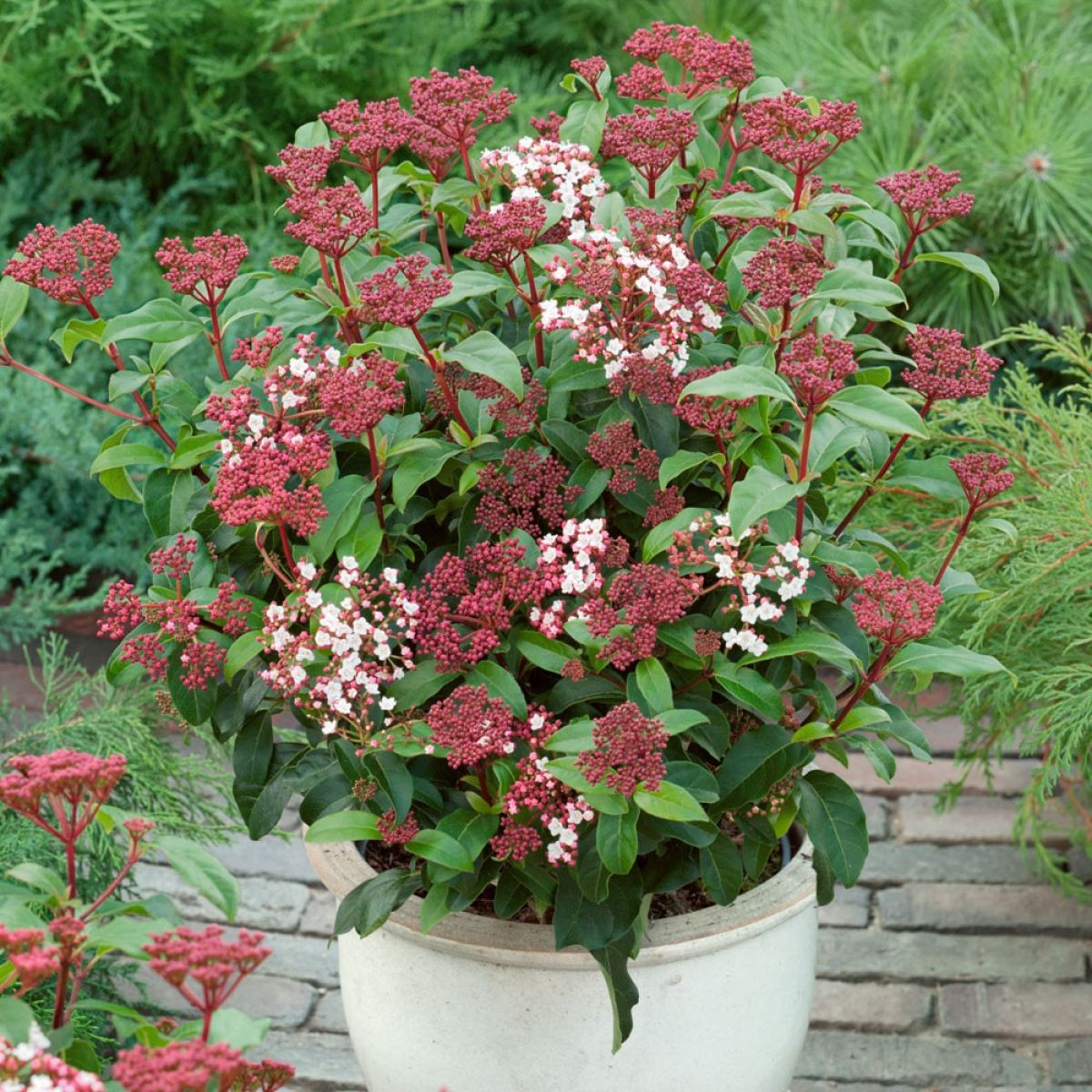 VIBURNUM TINUS LAURESTINUS 140MM