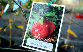 NEW SEASON CITRUS POMEGRANATE WONDERFUL