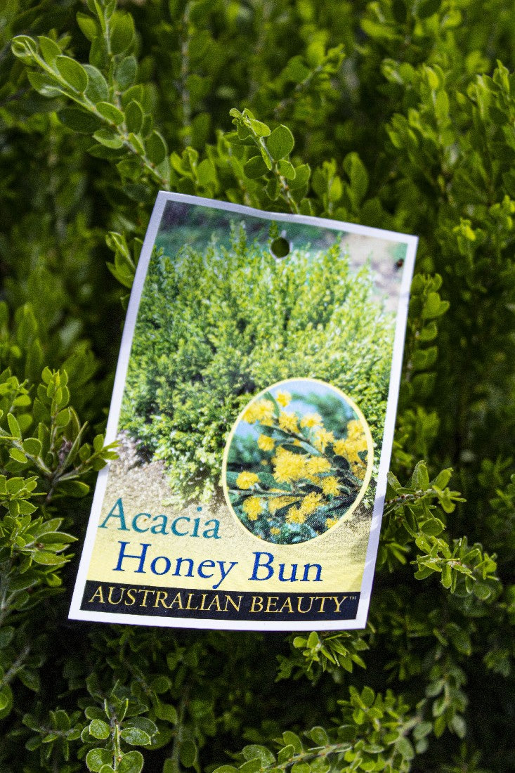 ACACIA HOWITTII HONEY BUN 250MM