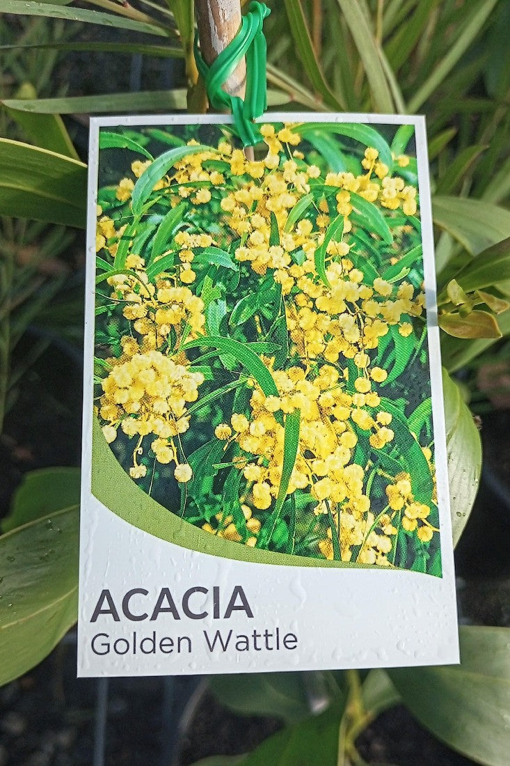 ACACIA PYCNANTHA GOLDEN WATTLE 250MM