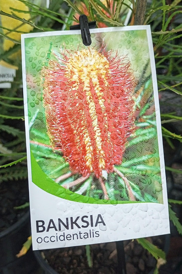 BANKSIA OCCIDENTALIS 140MM