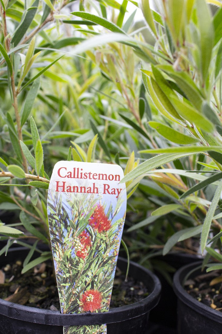 CALLISTEMON 'HANNAH RAY' 140MM - Avalon Nursery