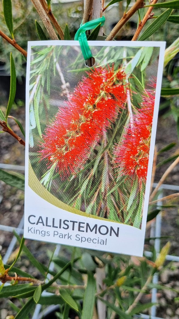CALLISTEMON KINGS PARK SPECIAL 250MM
