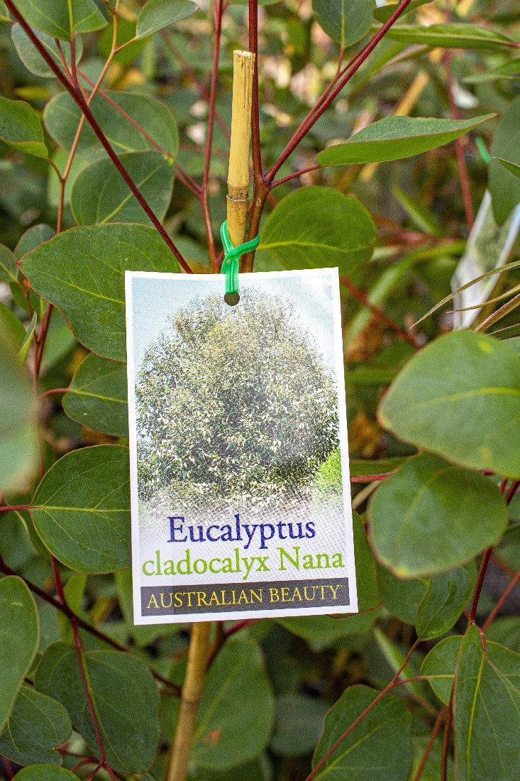 EUCALYPTUS CLADOCALYX NANA BUSHY SUGAR GUM 250MM