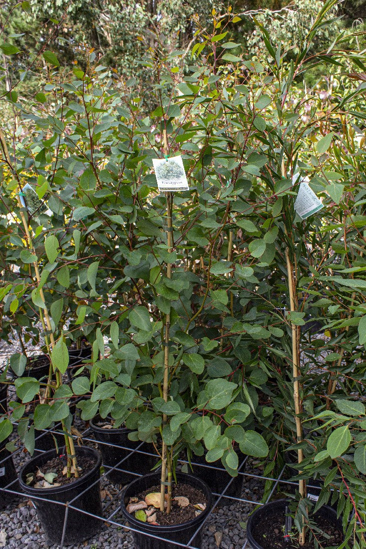 EUCALYPTUS CLADOCALYX NANA BUSHY SUGAR GUM 250MM