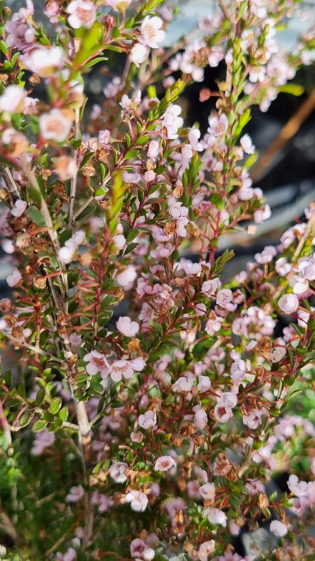 THRYPTOMENE SAXICOLA F. C. PAYNE 140MM