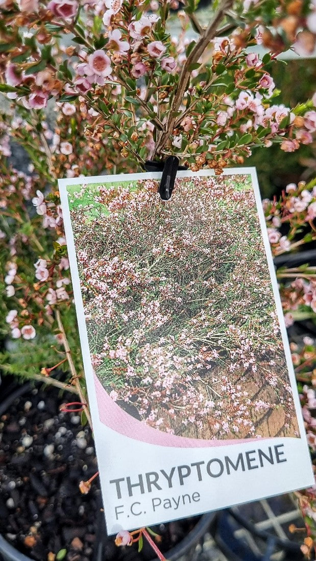 THRYPTOMENE SAXICOLA F. C. PAYNE 140MM