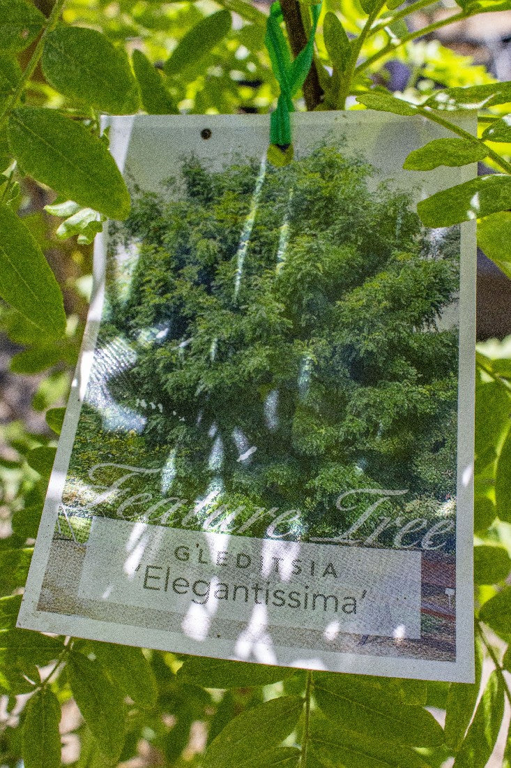 GLEDITSIA ELEGANTISSIMA 330MM