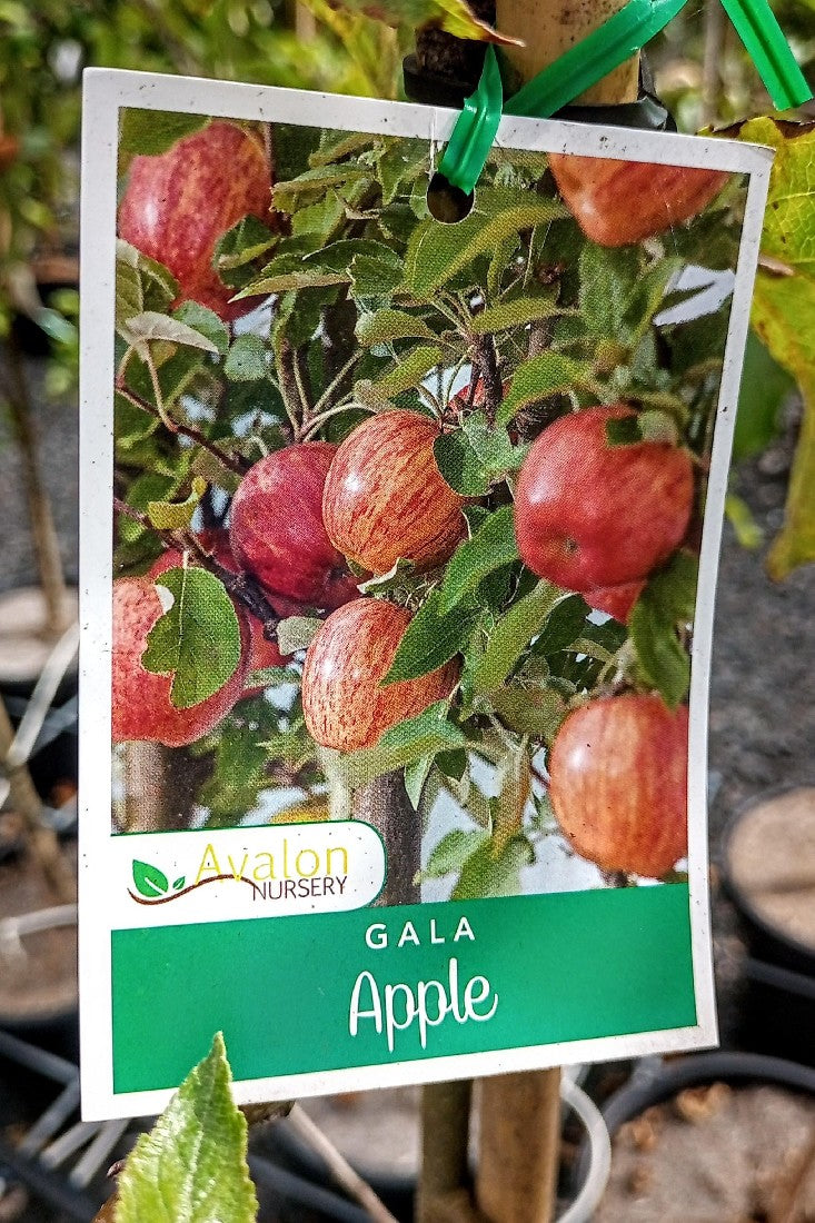 APPLE TREE GALA