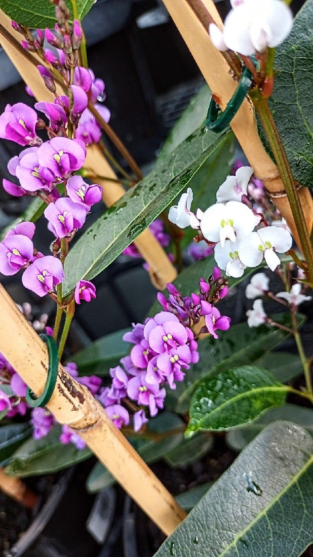 HARDENBERGIA HAPPY DUO 200MM