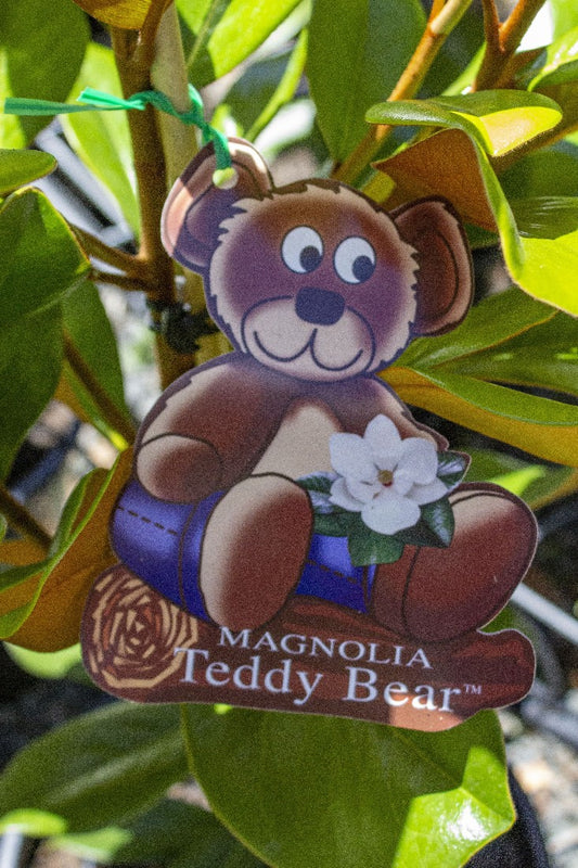 MAGNOLIA GRANDIFLORA TEDDY BEAR 330MM