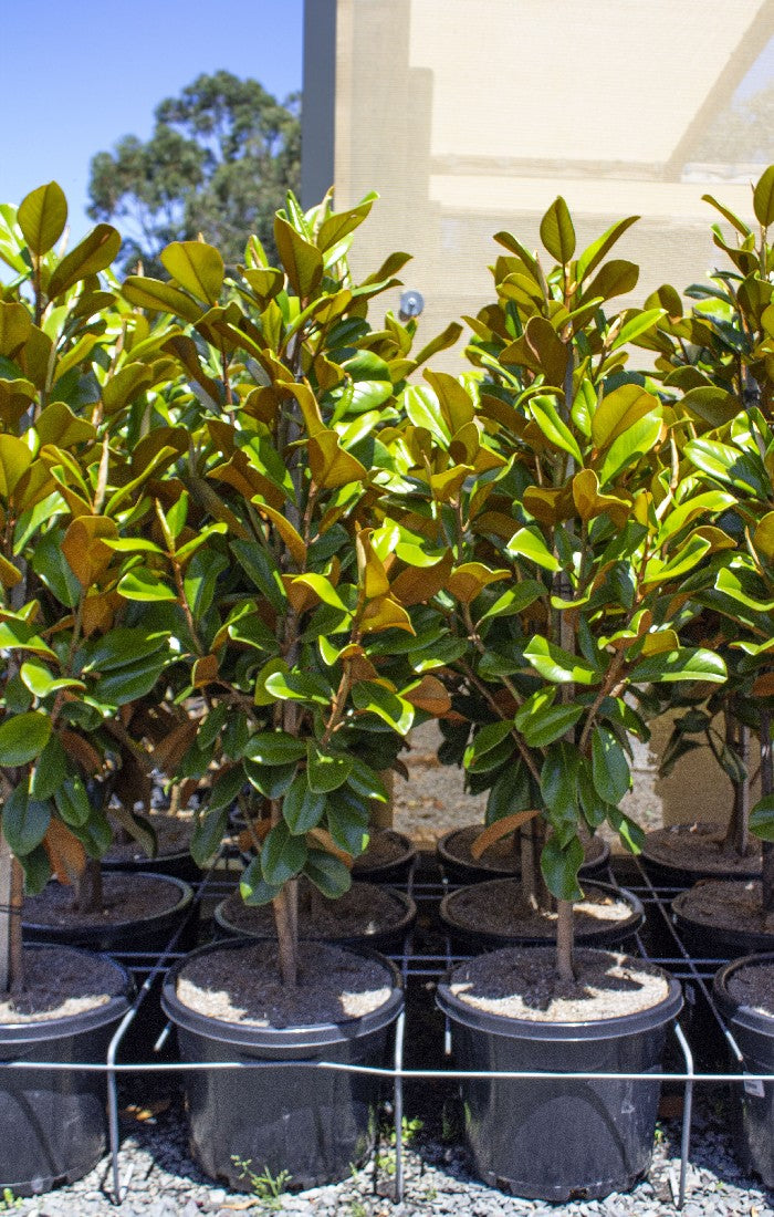 MAGNOLIA GRANDIFLORA TEDDY BEAR 330MM
