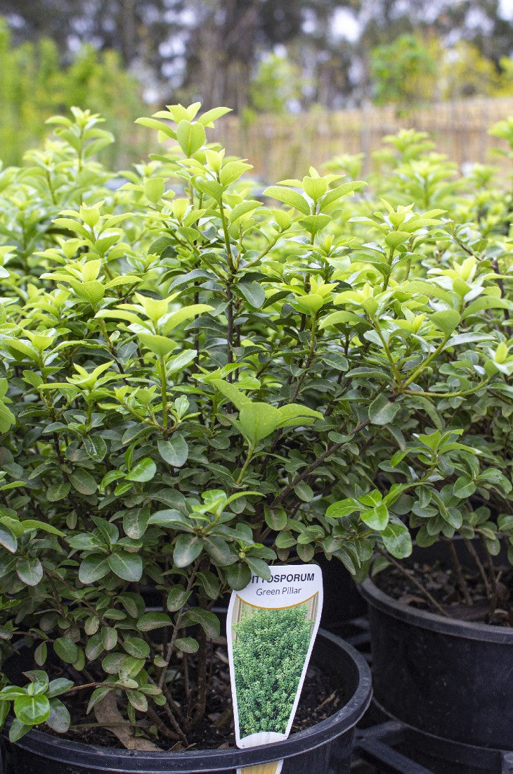 PITTOSPORUM GREEN PILLAR 200MM *SALE* - Avalon Nursery