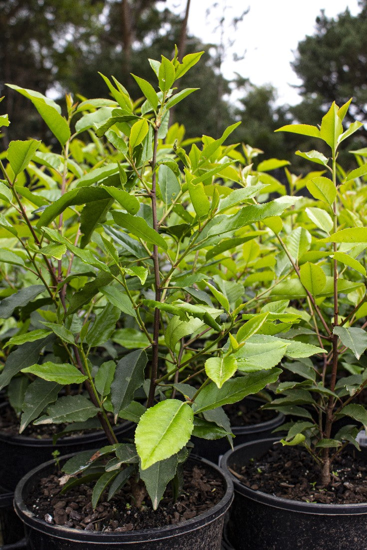 PRUNUS LUSITANICA PORTUGUESE LAUREL 200MM - Avalon Nursery