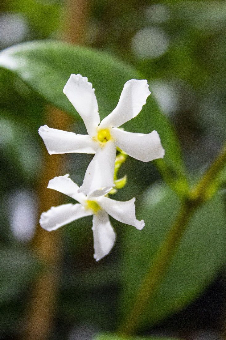TRACHELOSPERMUM JASMINIOIDES STAR JASMINE 140MM