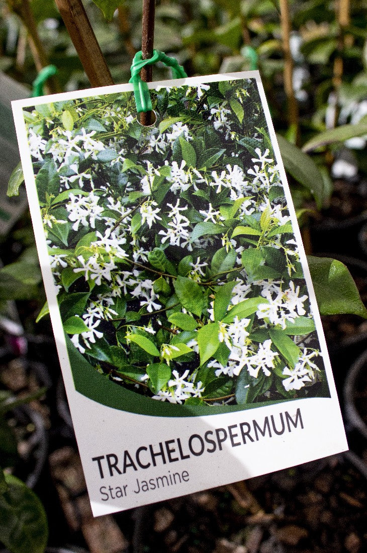 TRACHELOSPERMUM JASMINIOIDES STAR JASMINE 140MM