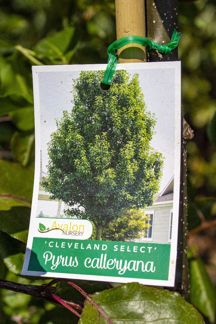 ORNAMENTAL PEAR CLEVELAND SELECT 330MM