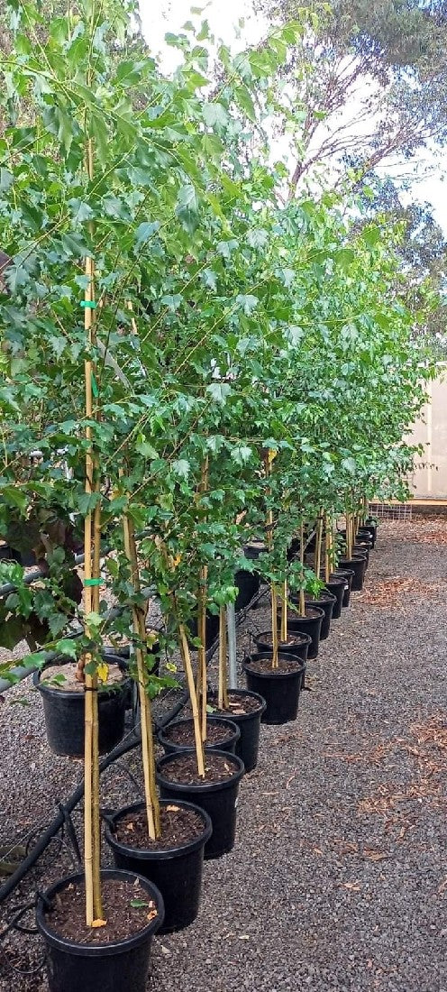 BETULA ALBA SILVER BIRCH POTTED 300MM