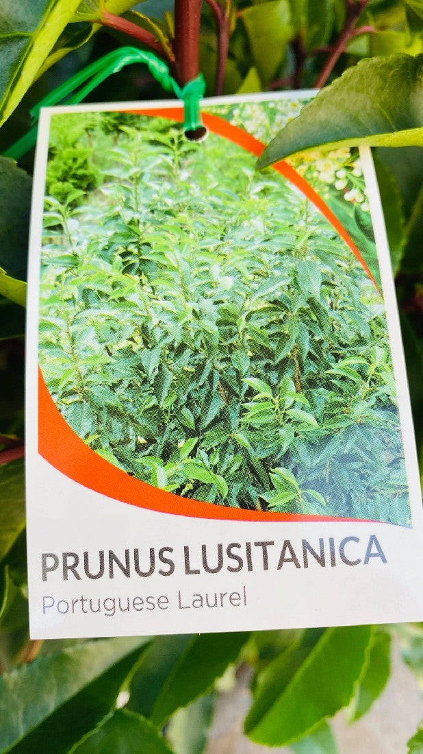 PRUNUS LUSITANICA PORTUGUESE LAUREL 250MM