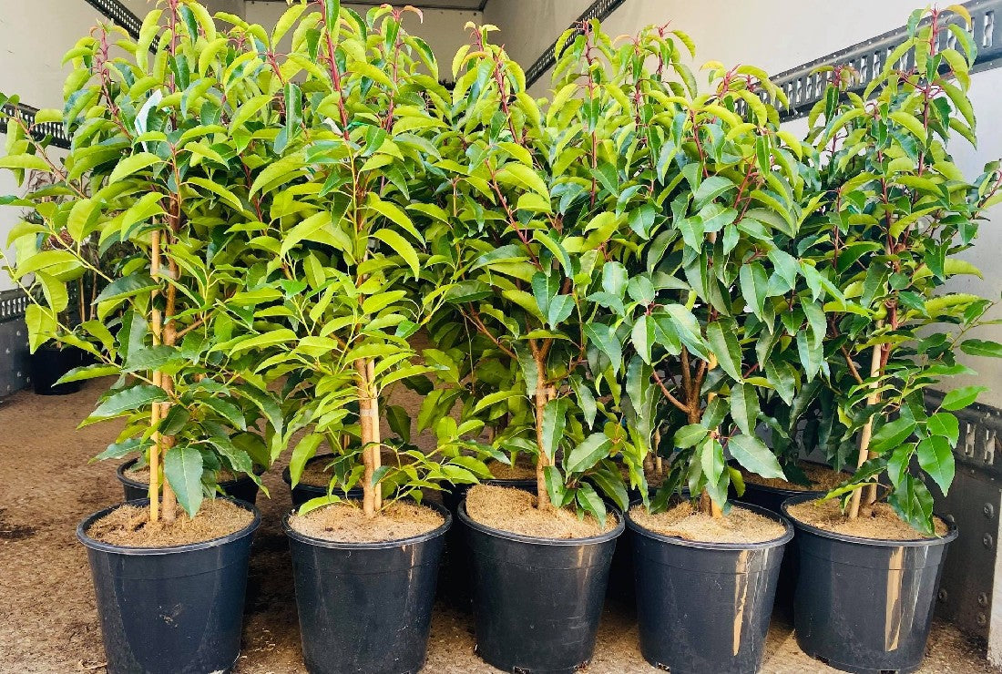 PRUNUS LUSITANICA PORTUGUESE LAUREL 250MM