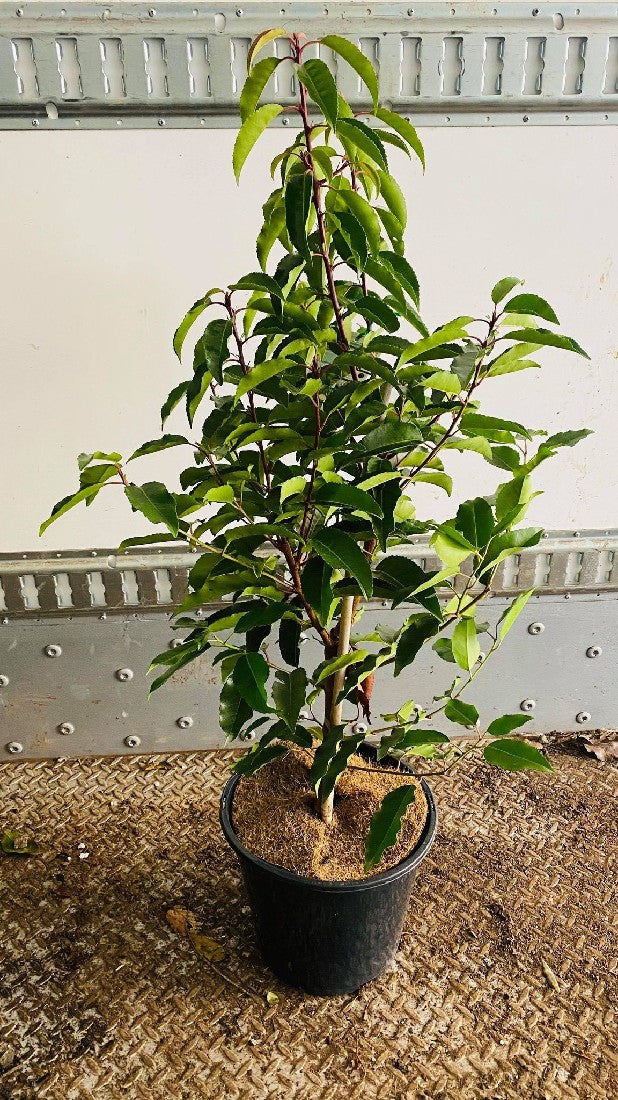 PRUNUS LUSITANICA PORTUGUESE LAUREL 250MM