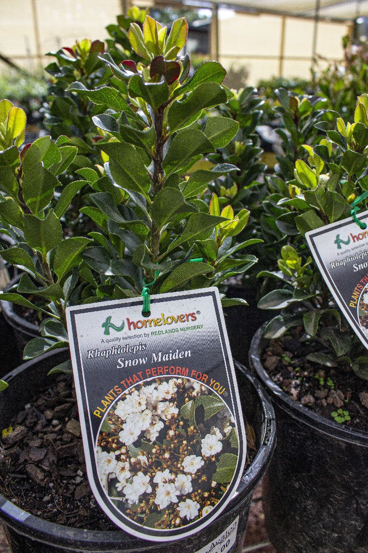 RHAPHIOLEPIS SNOW MAIDEN 140MM - Avalon Nursery