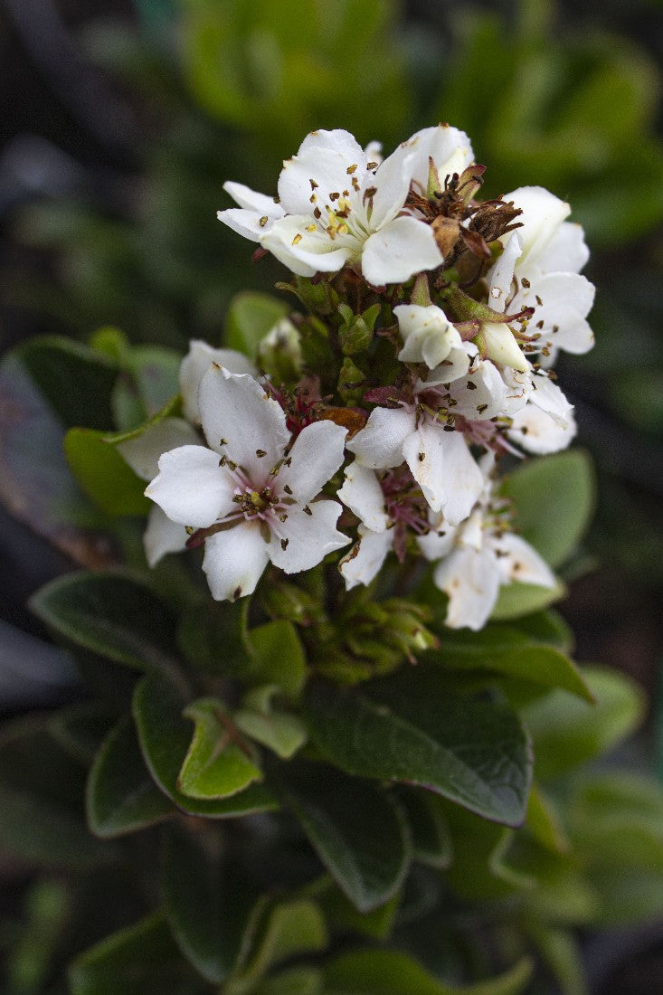 RHAPHIOLEPIS SNOW MAIDEN 140MM - Avalon Nursery