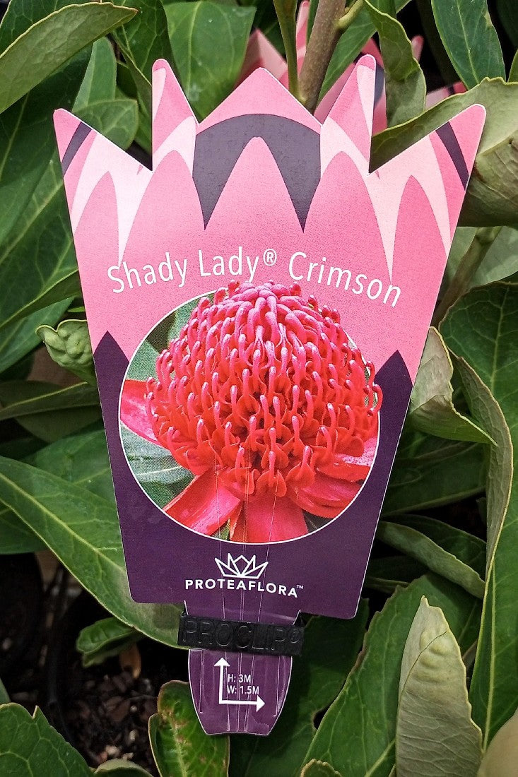 WARATAH SHADY LADY CRIMSON 140MM