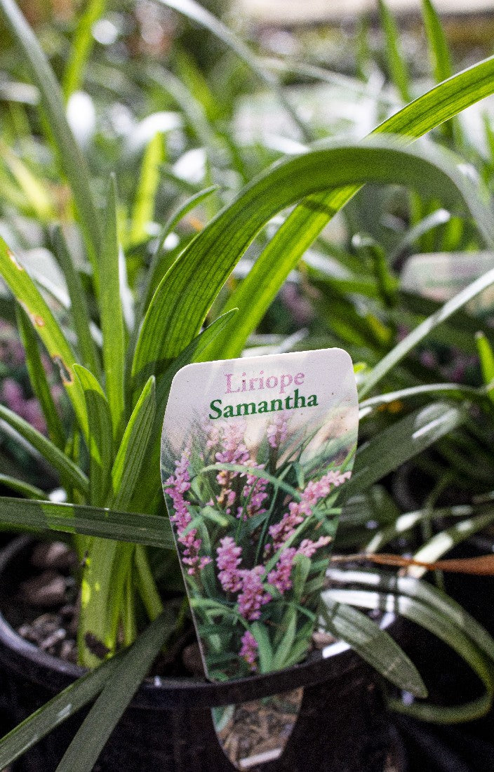 LIRIOPE SAMANTHA 140MM - Avalon Nursery