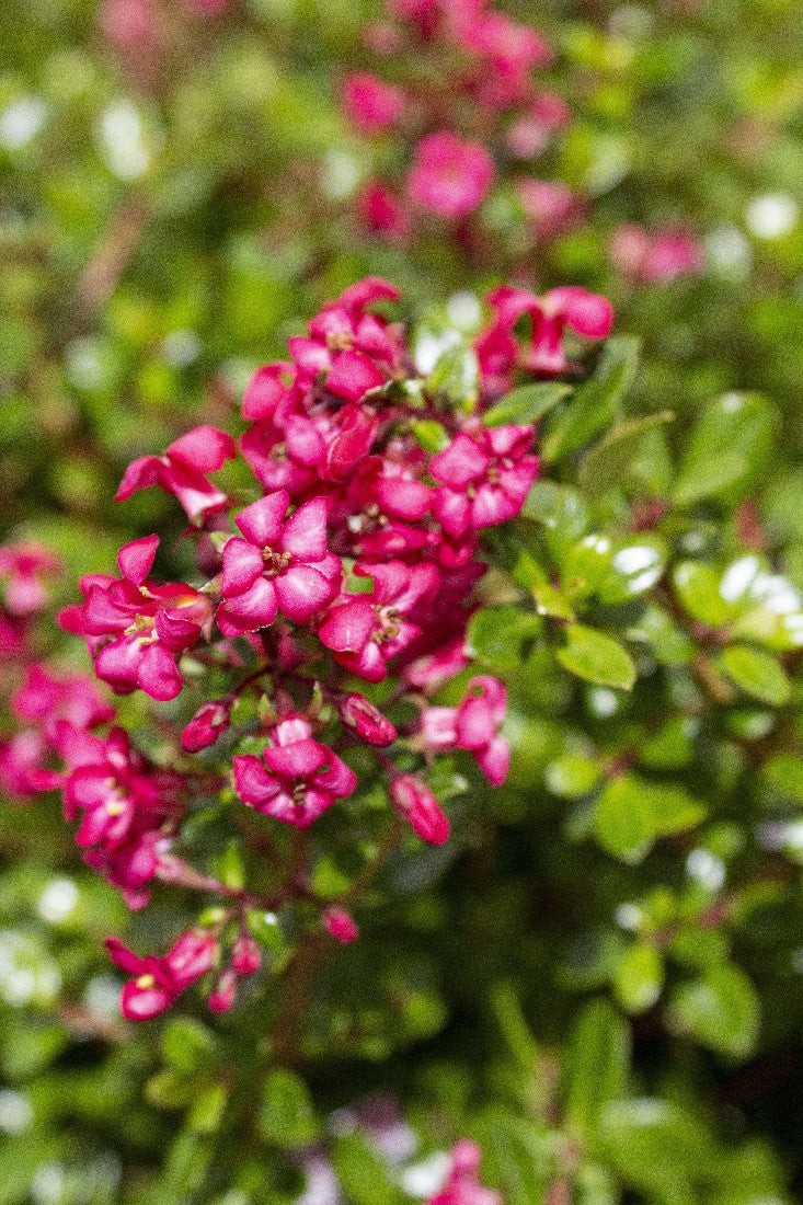 ESCALLONIA PINK PIXI 140MM