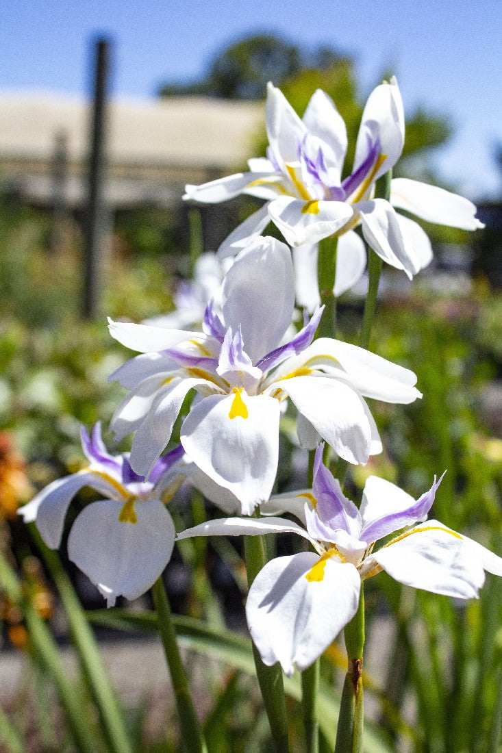 DIETES GRANDIFLORA 140MM