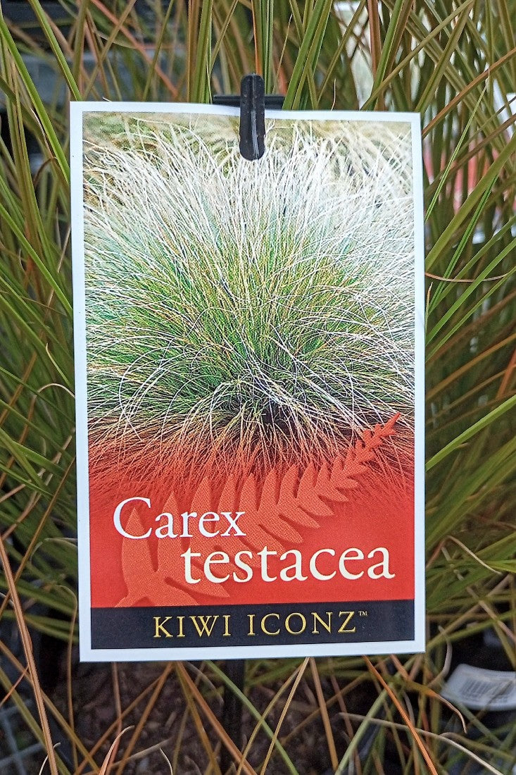 CAREX TESTACEA 140MM