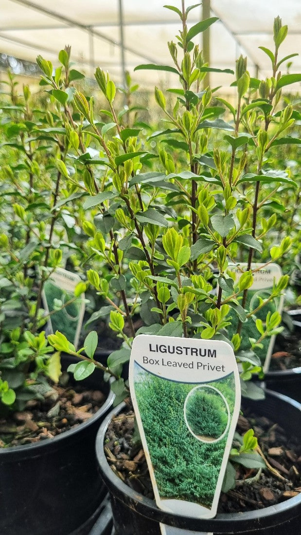 LIGUSTRUM UNDULATUM 140MM