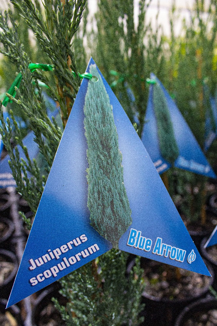 JUNIPERUS SCOPULORUM 'BLUE ARROW' 140MM