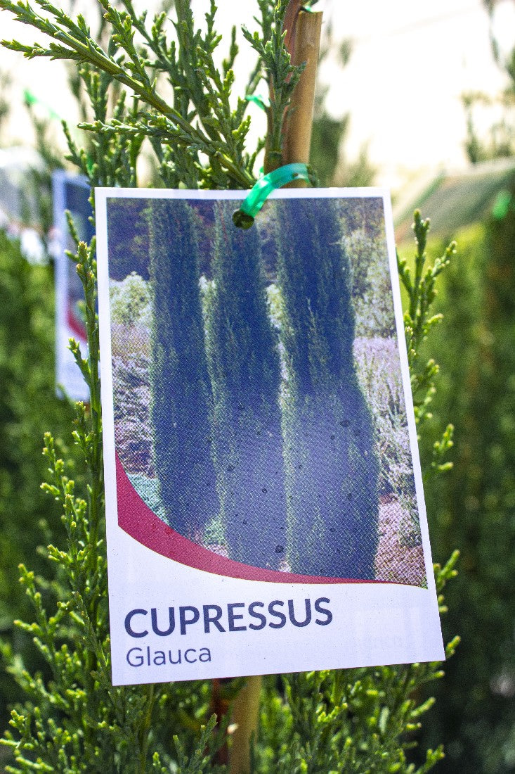 CUPRESSUS SEMPERVIRENS GLAUCA PENCIL PINE 200MM