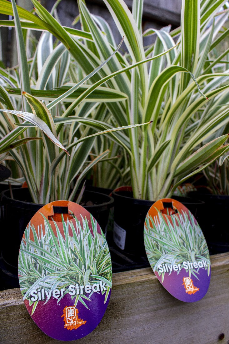 DIANELLA REVOLUTA SILVER STREAK 140MM - Avalon Nursery